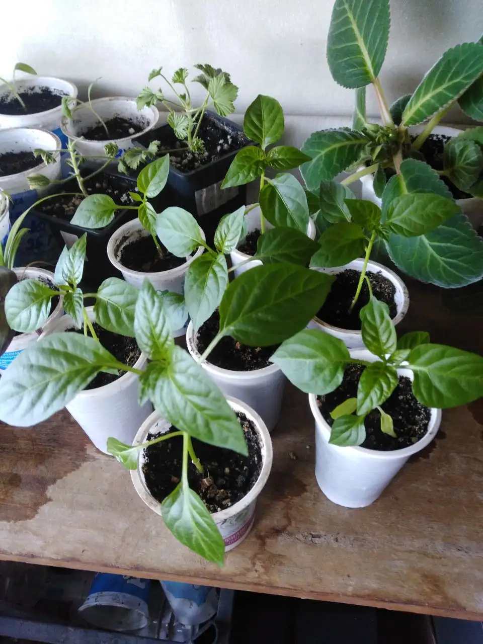 Продажа картофеля, саженцев и домашних заготовок - Сад и огород (Барахолка) в Иркутск