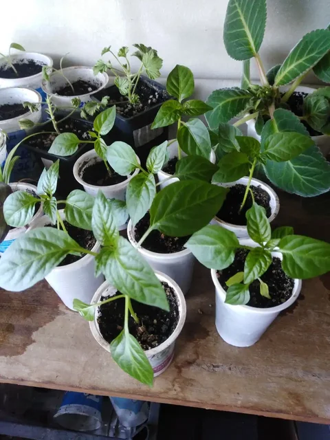 Продажа картофеля, саженцев и домашних заготовок - частное объявление в Иркутск