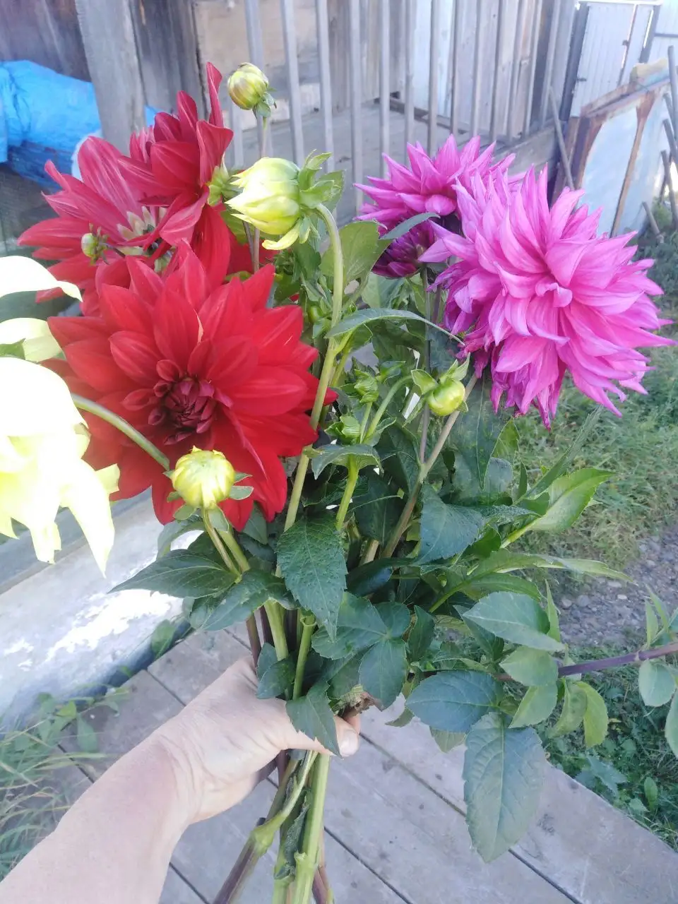 Продажа картофеля, саженцев и домашних заготовок - Сад и огород (Барахолка) в Иркутск