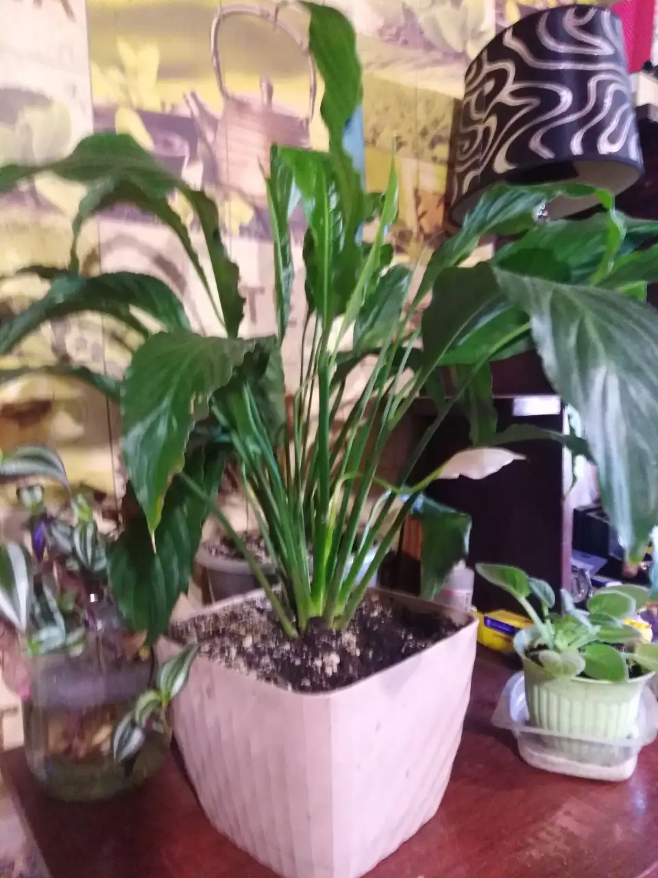 Продажа растений антуриума и женского счастья - Растения (Хобби и отдых) в Иркутск