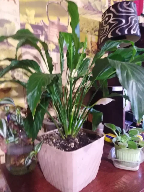 Продажа растений антуриума и женского счастья - частное объявление в Иркутск