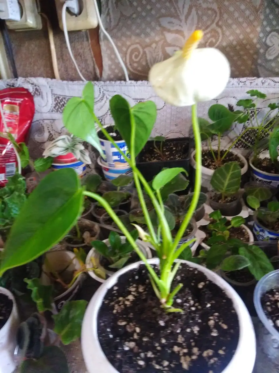 Продажа растений антуриума и женского счастья - Растения (Хобби и отдых) в Иркутск