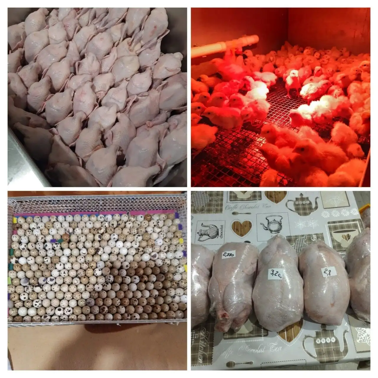 Продажа перепелиного яйца, птенцов, тушек и бройлера в Иркутске - Птица (Животные) в Иркутск