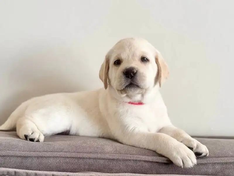 Продажа щенков лабрадора ретривера - Собаки (Животные) в Иркутск