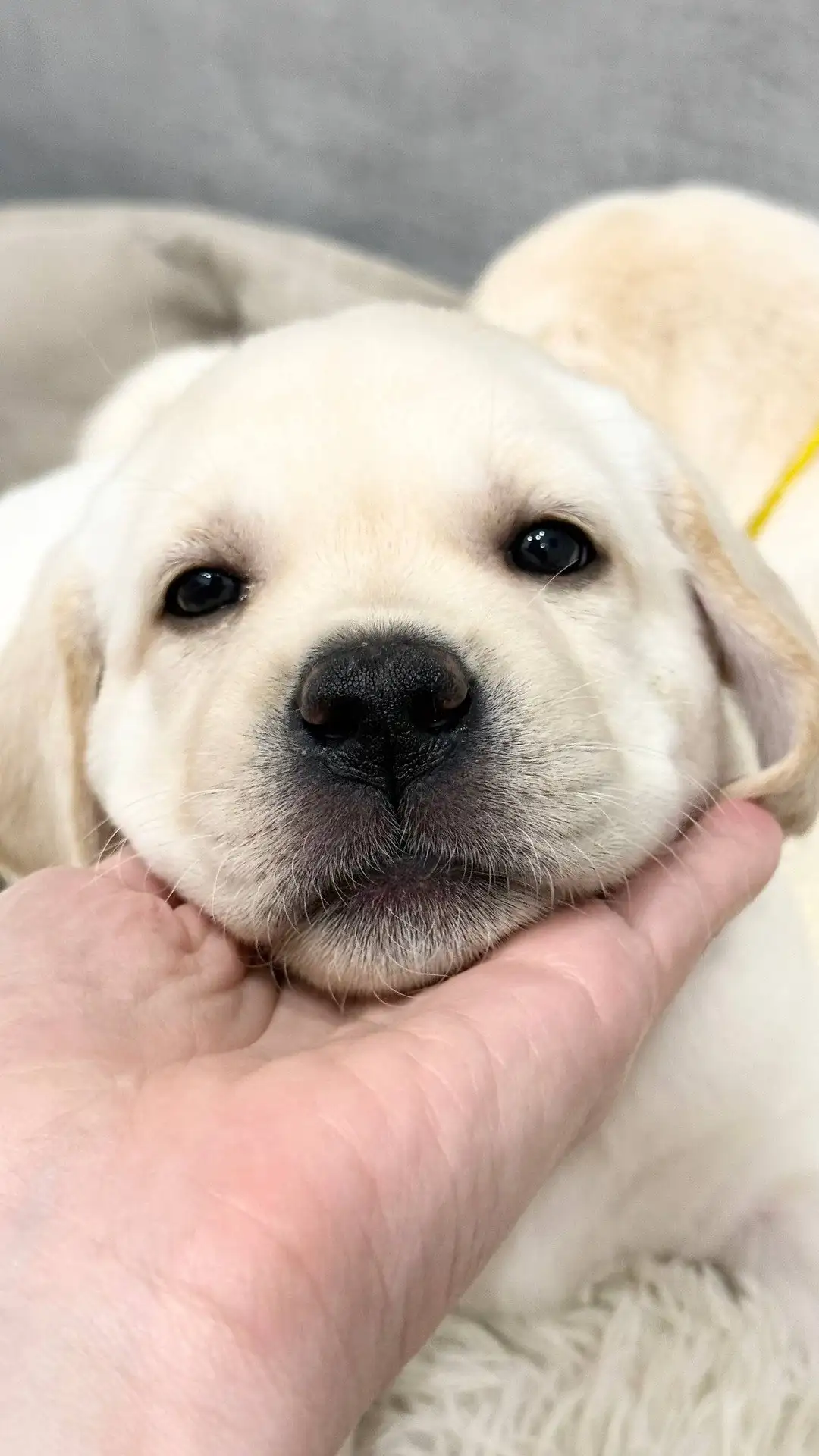 Продажа щенков лабрадора ретривера - Собаки (Животные) в Иркутск