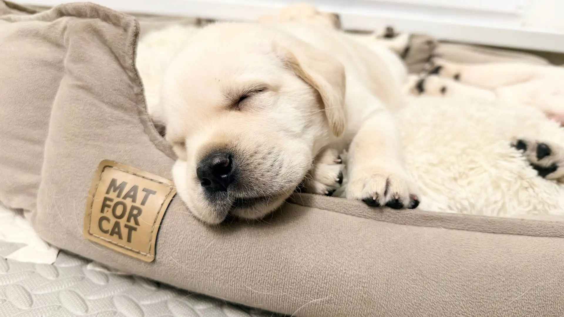 Продажа щенков лабрадора ретривера - Собаки (Животные) в Иркутск