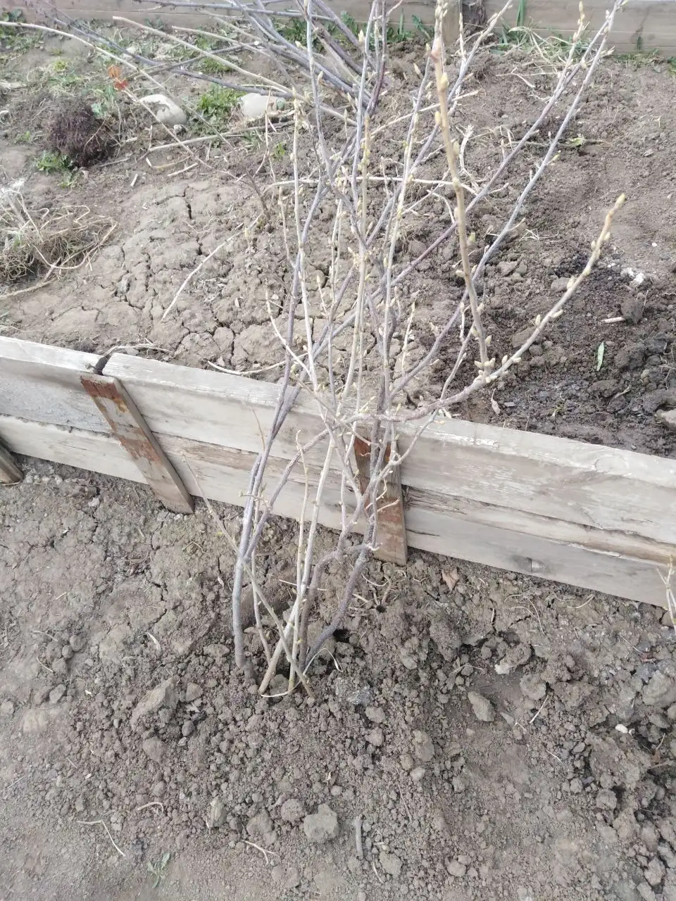 Продажа рассады и саженцев - Рассада и саженцы (Для дома и дачи) в Иркутск