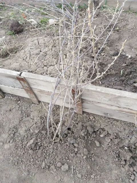 Продажа рассады и саженцев - Техника для дома в Иркутск