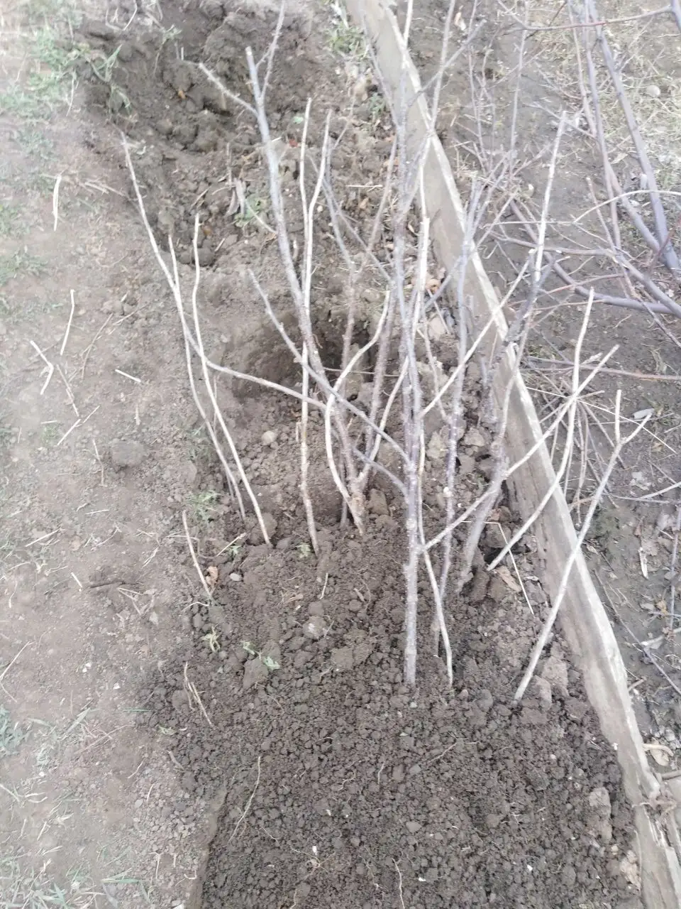 Продажа рассады и саженцев - Рассада и саженцы (Для дома и дачи) в Иркутск