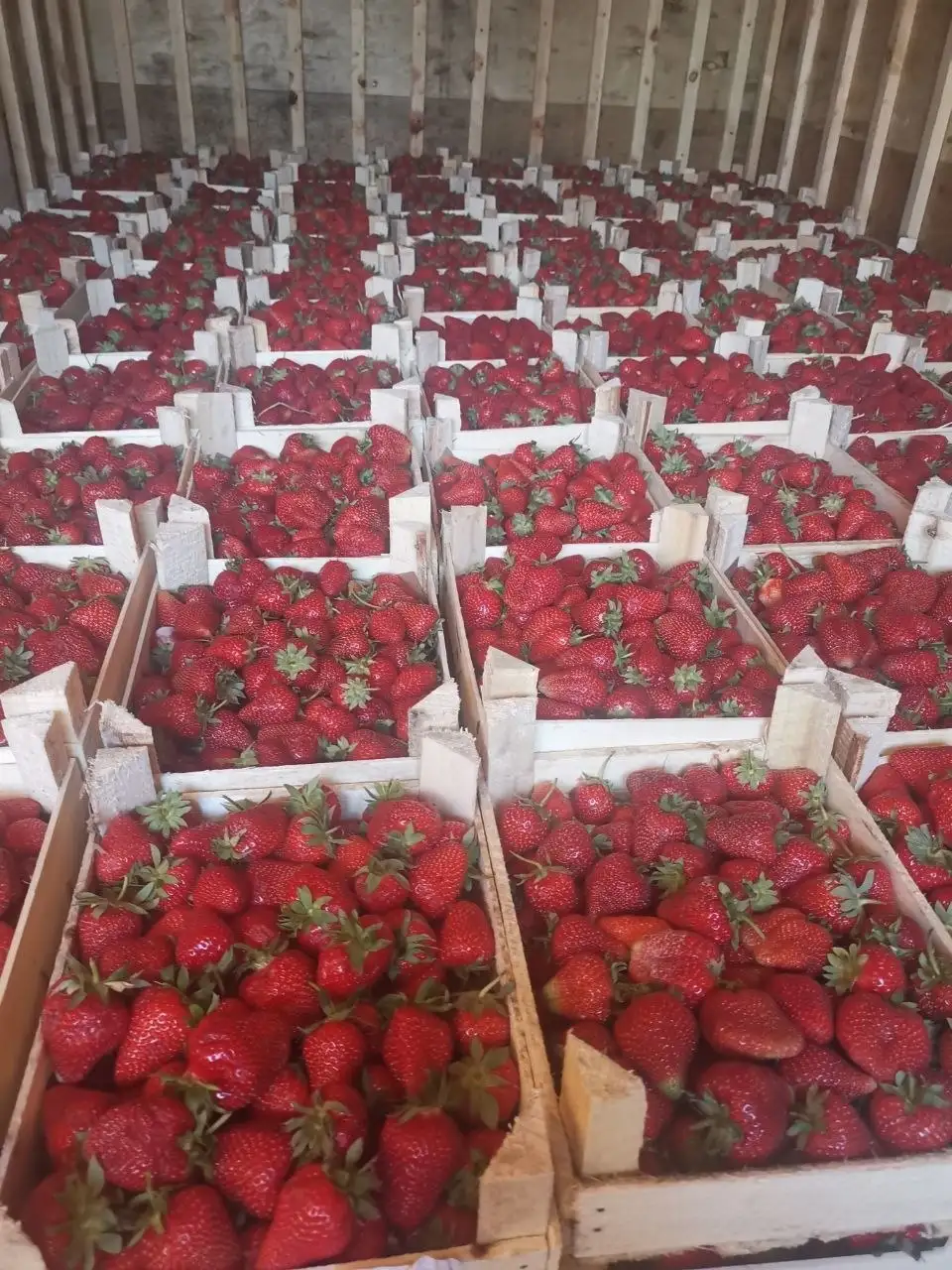 Свежая ягода из Киргизии - Ягоды (Продукты) в Иркутск