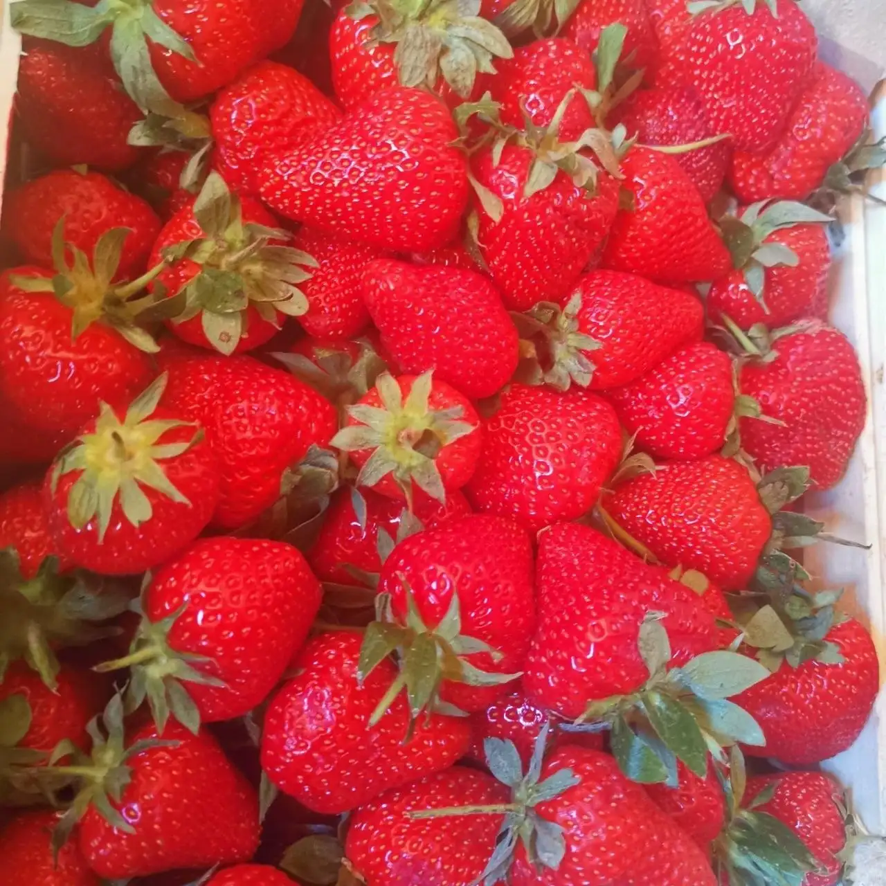 Свежая ягода из Киргизии - Ягоды (Продукты) в Иркутск
