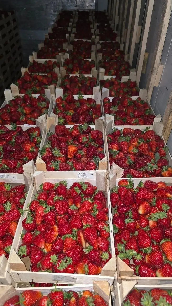 Свежая ягода из Киргизии - Ягоды (Продукты) в Иркутск