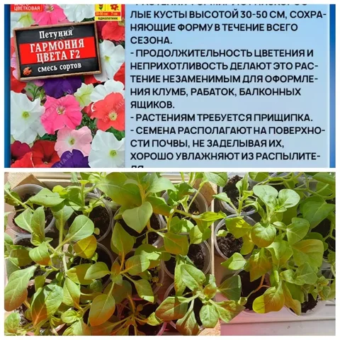 Продам рассаду петуньи - частное объявление в Иркутск