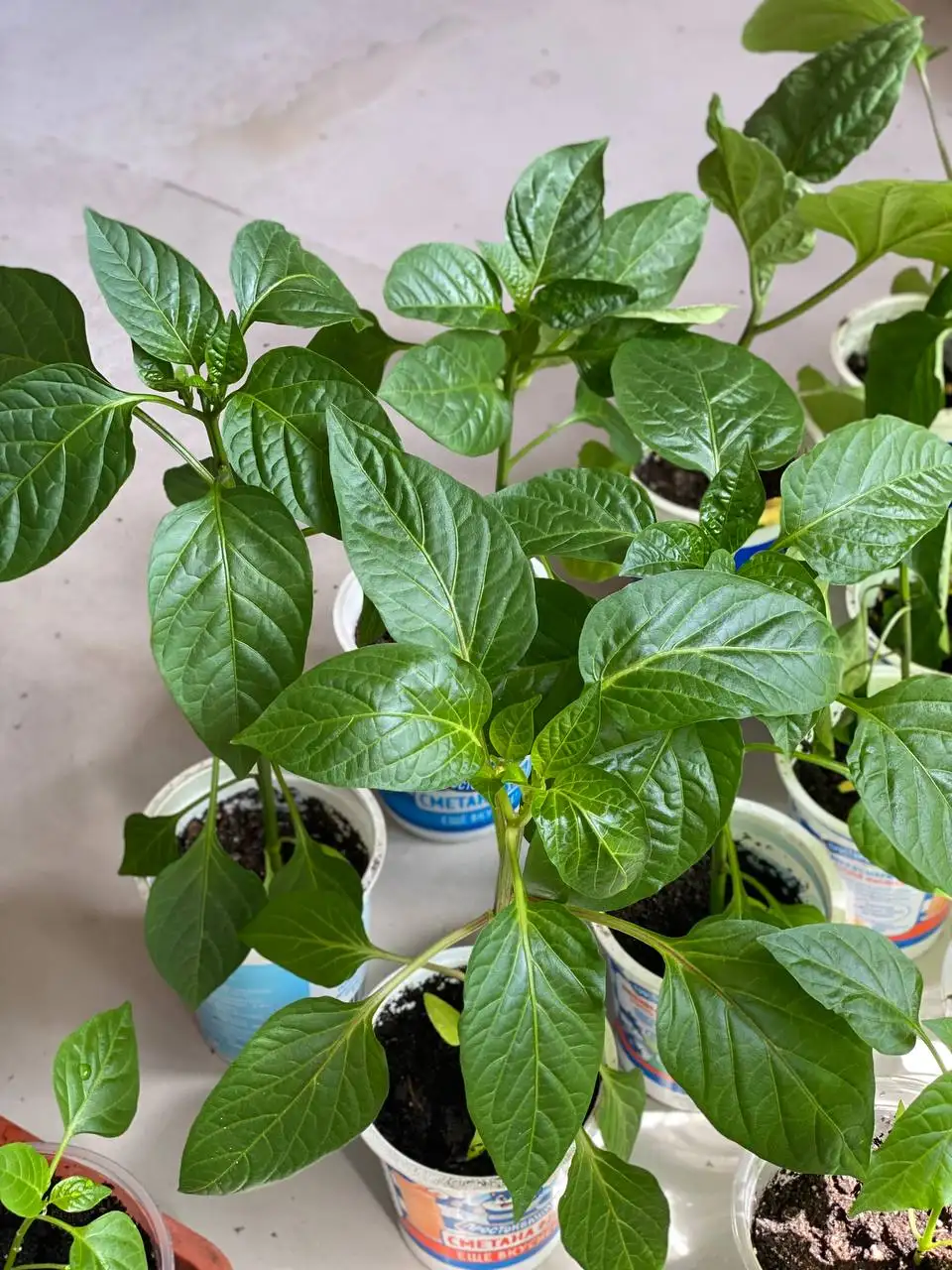 Продажа рассады, яиц и перегноя - Рассада (Для дома и дачи) в Иркутск
