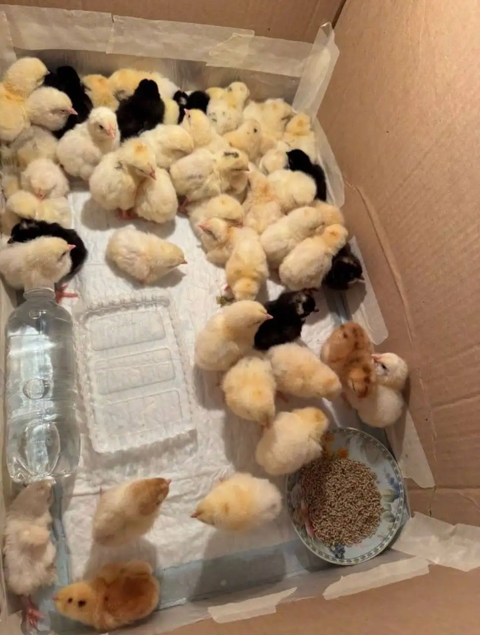 Продажа рассады, яиц и перегноя - Рассада (Для дома и дачи) в Иркутск