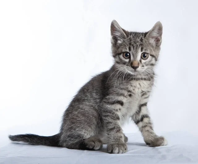 Котята отдают - Животные в Иркутск