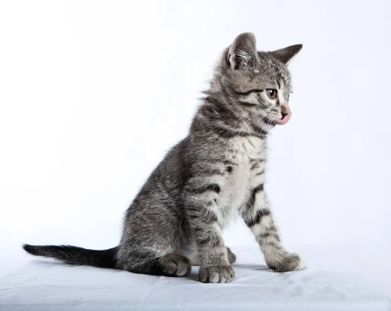 Котята отдают - Кошки (Животные) в Иркутск