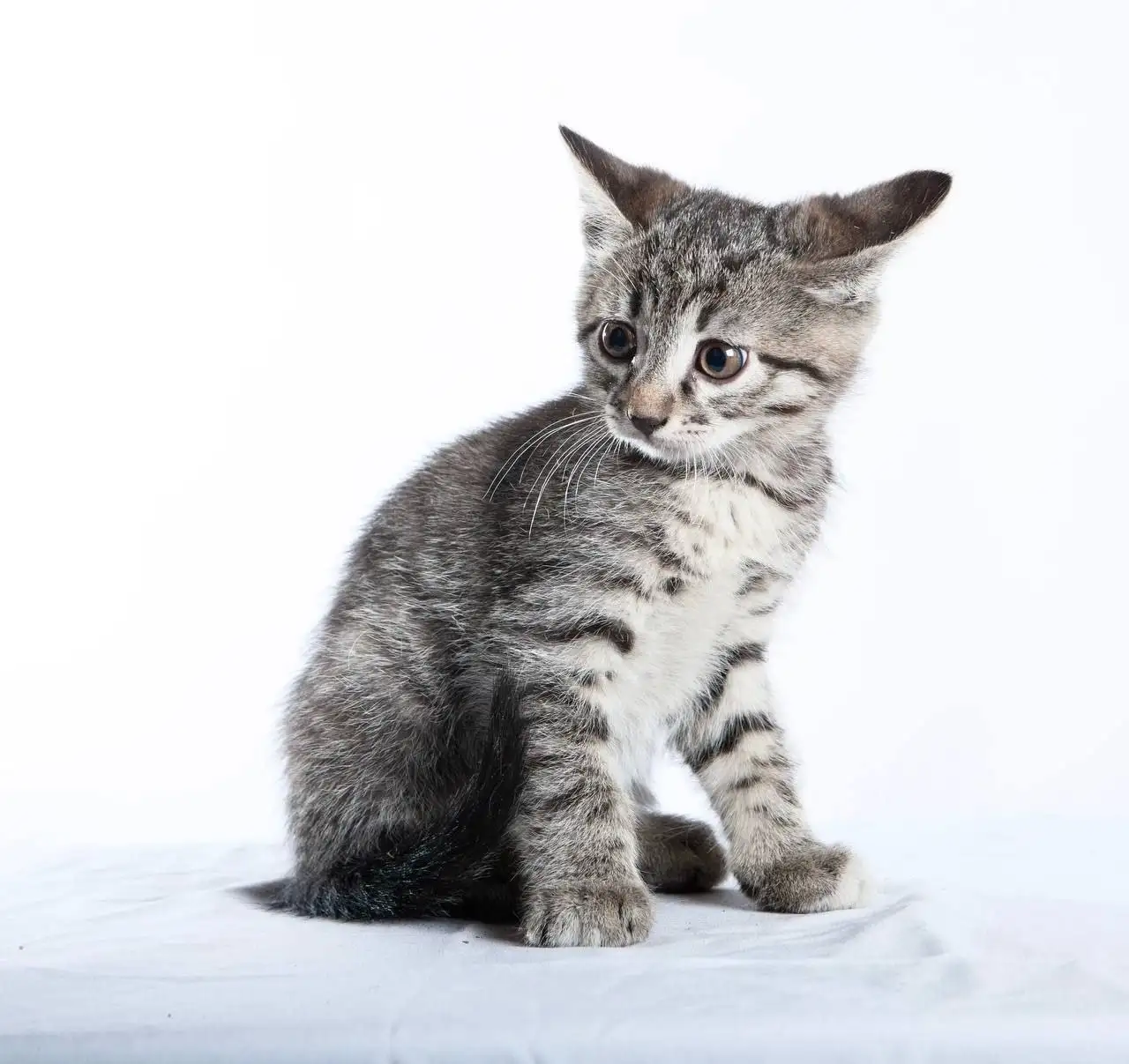 Котята отдают - Кошки (Животные) в Иркутск