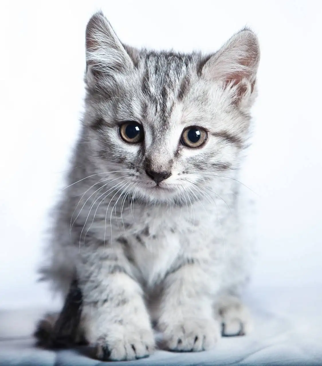 Котята отдают - Кошки (Животные) в Иркутск