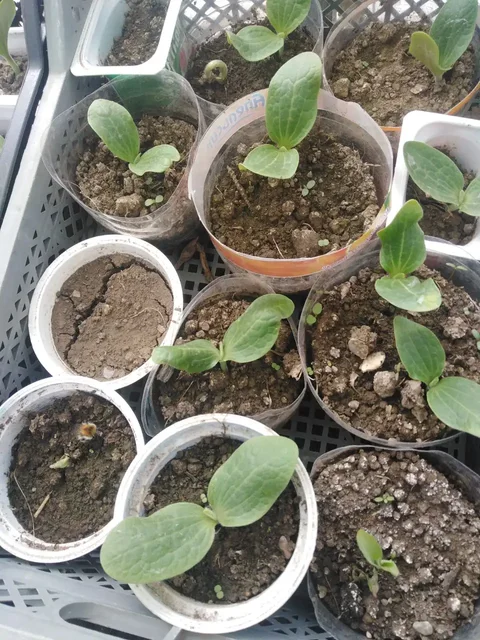 Овощи и саженцы в Иркутске - Продукты питания в Иркутск