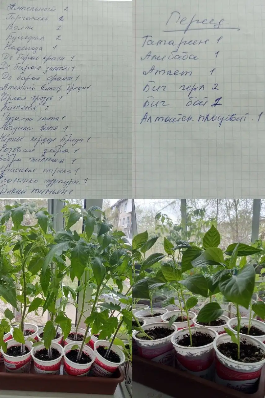 Продам томаты и перец - Овощи и фрукты (Для дома и дачи) в Иркутск