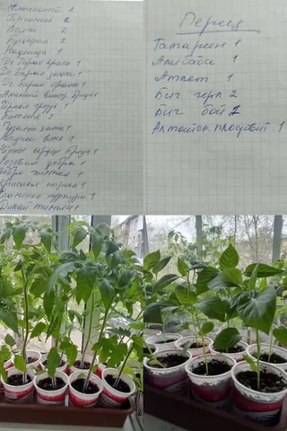 Продам томаты и перец - частное объявление в Иркутск