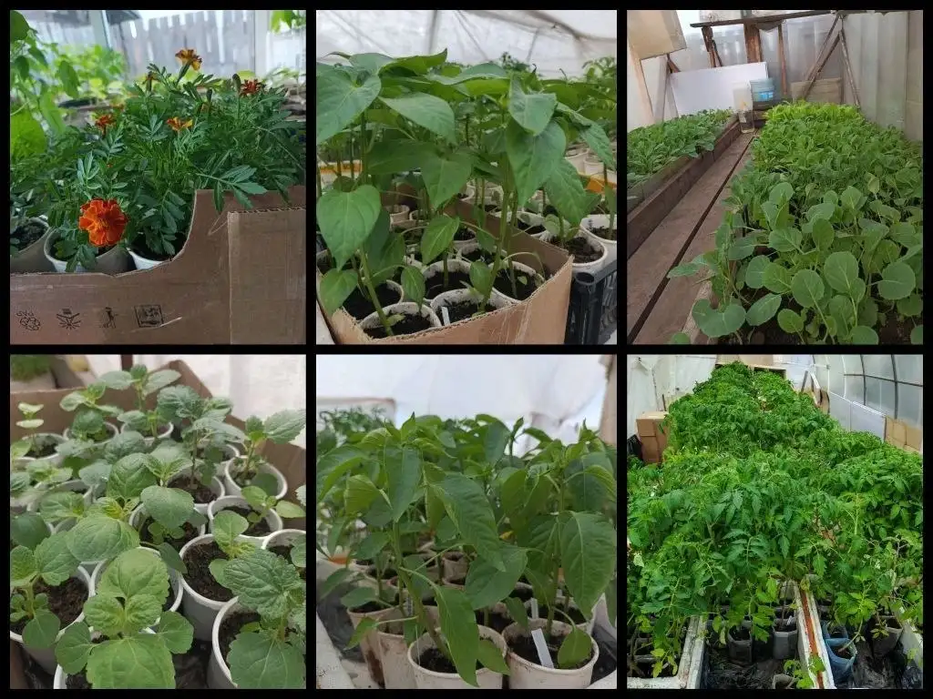 Продажа рассады - Растения (Для дома и дачи) в грвновщина