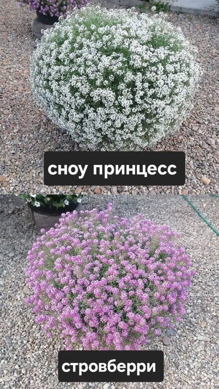 Продам вегетативный алиссум - Растения (Хобби и отдых) в Грановщина