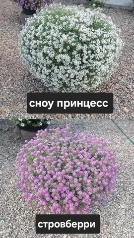 Продам вегетативный алиссум - частное объявление в Грановщина