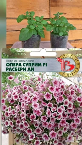 Петуния Расбери ай - Растения в Грановщина