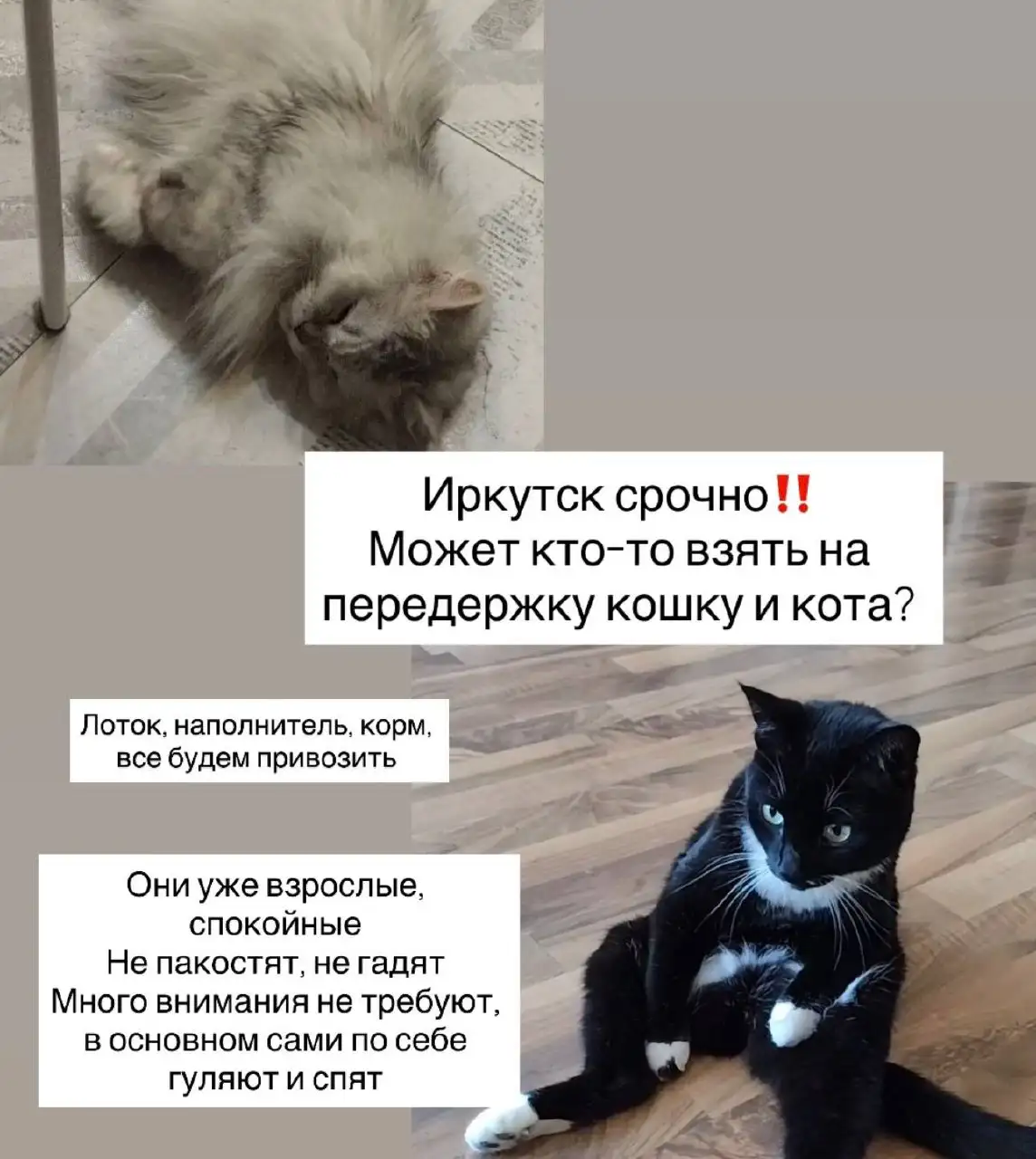 Срочно нужна передержка - Передержка животных (Услуги) в Иркутск