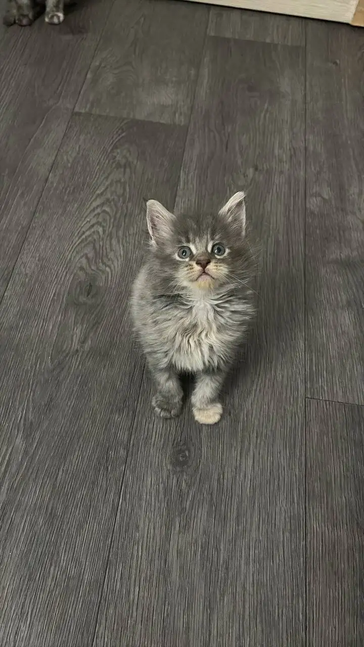 Чистокровные котята мейн-кун - Кошки (Животные) в Иркутск