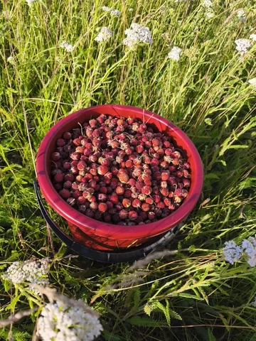 Продам ягоду - частное объявление в Иркутск