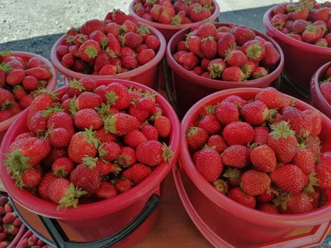 Байкальская клубника под заказ - Продукты в Иркутск