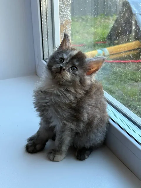 Чистокровные котята мейн-куна - Животные в Иркутск