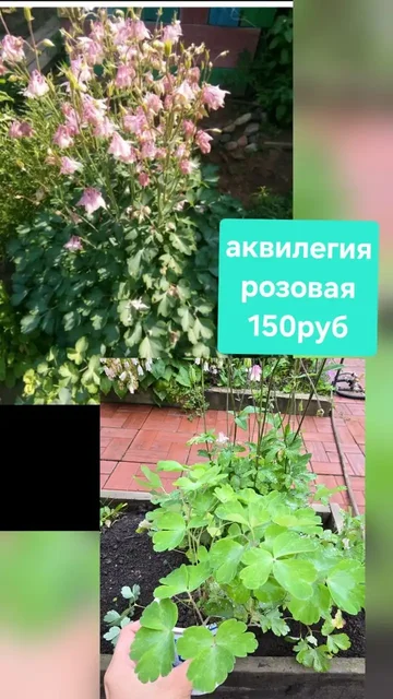 Предлагаю услугу доставки в районы СНТ Лазурит и Ново-Ленино - частное объявление в Иркутск