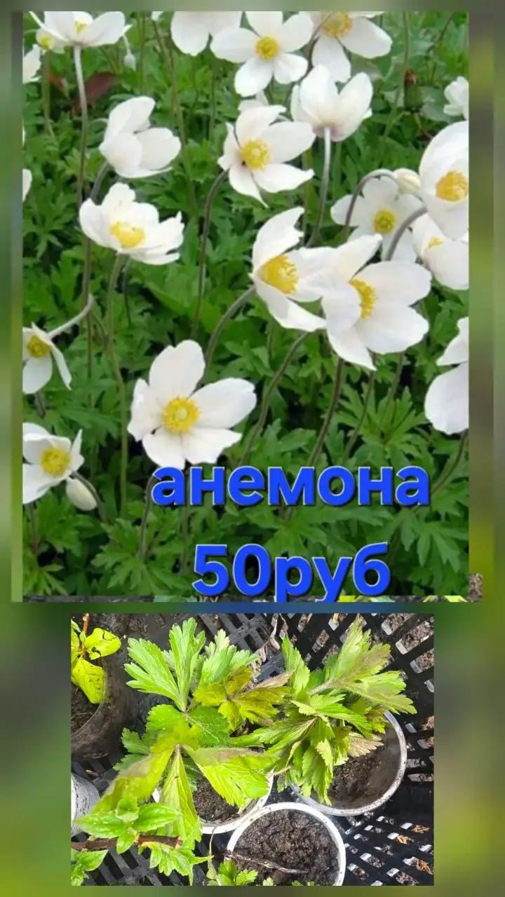 Предлагаю услугу доставки в районы СНТ Лазурит и Ново-Ленино - Доставка (Услуги) в Иркутск