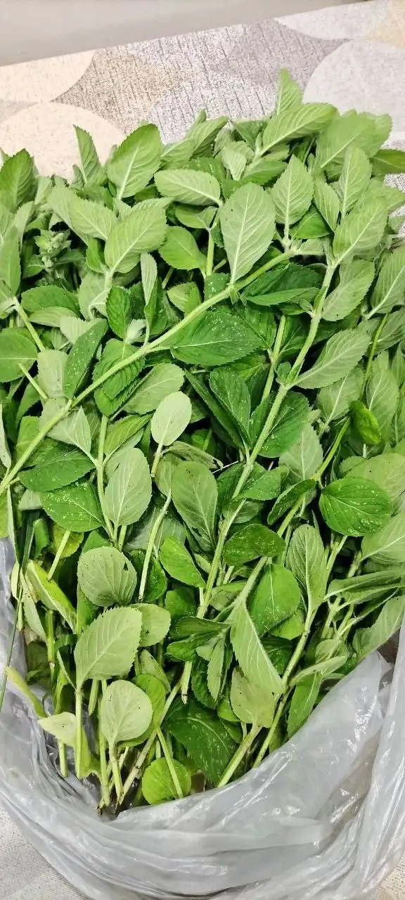 Свежесрезанная лимонная мята с дачи - Для дома и дачи в Иркутск