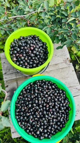 Продам смородину - Инструменты в Иркутск
