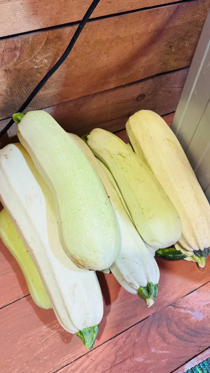 Кабачки продам - Барахолка в Иркутск