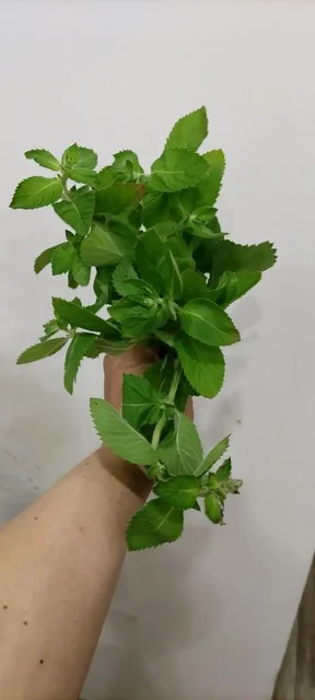 Продам свежую лимонную мяту с дачи - Костюмы в Иркутск