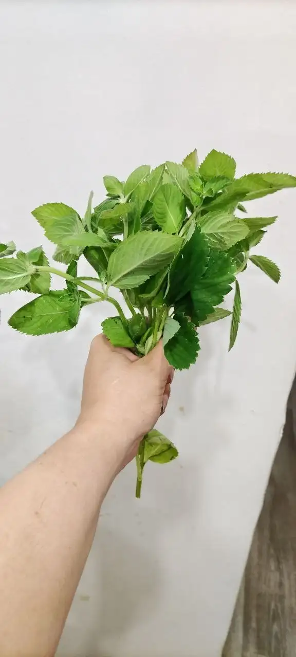Продам свежую лимонную мяту с дачи - Барахолка в Иркутск