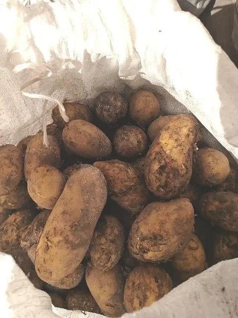 Картофель в мешках - Костюмы в Иркутск