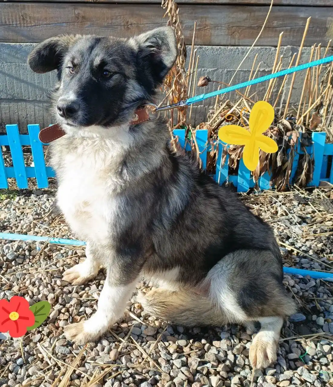 Трехцветная собачка в дар - частное объявление в Иркутск