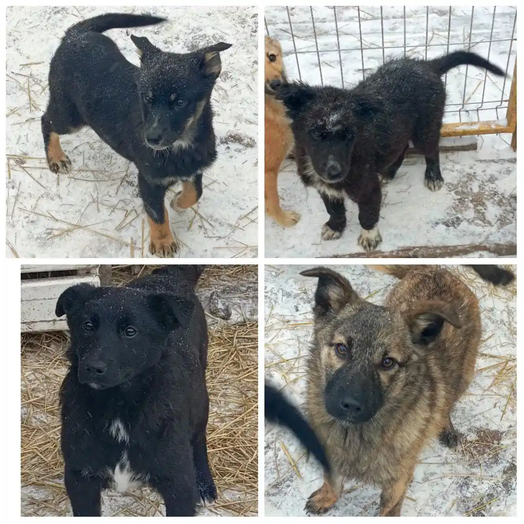 Щенки-подростки ждут хозяина - частное объявление в Иркутск