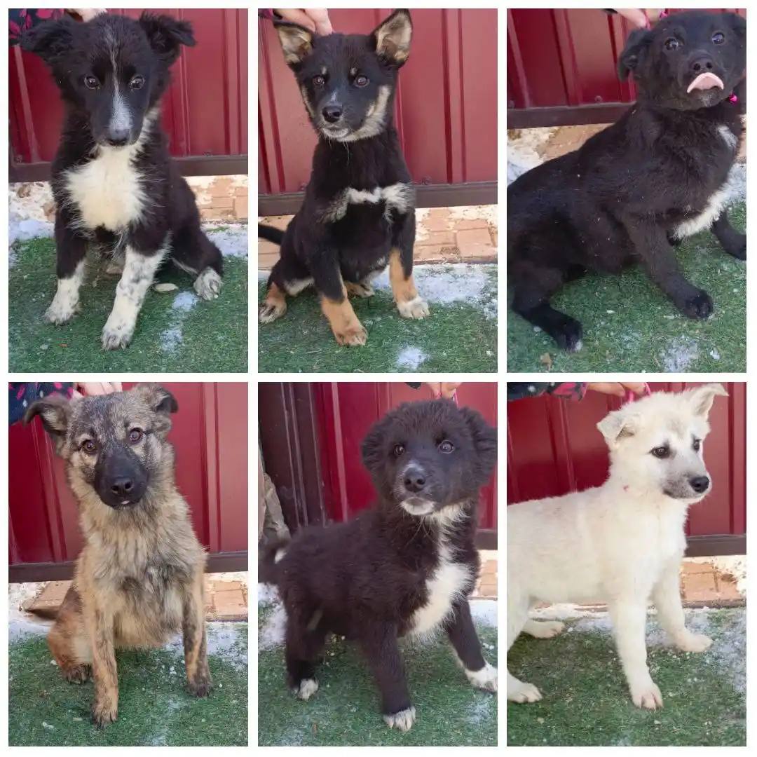 Будущие охранники в дар - Животные в Иркутск