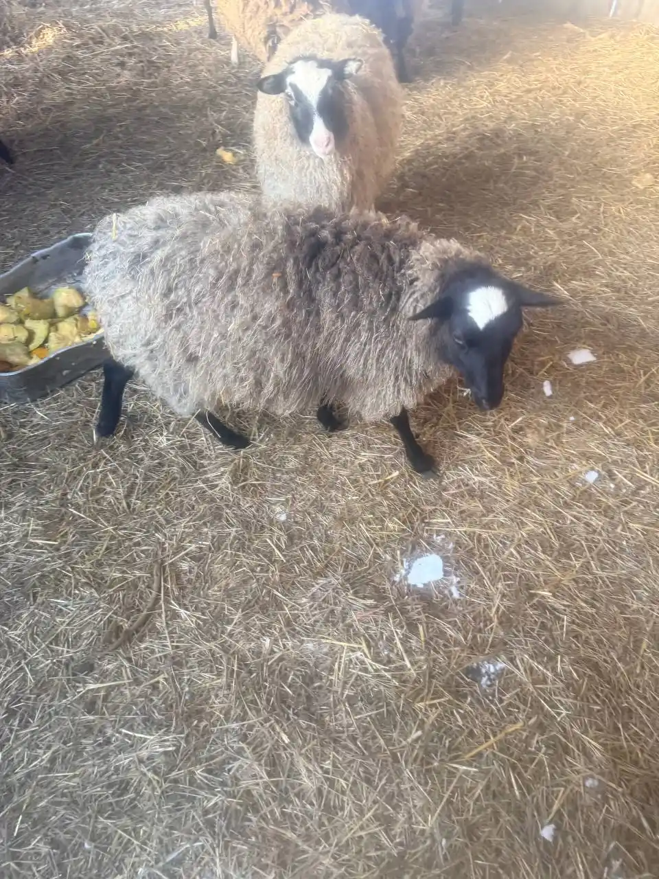 Продам ярок Романовские - Животные в Иркутск