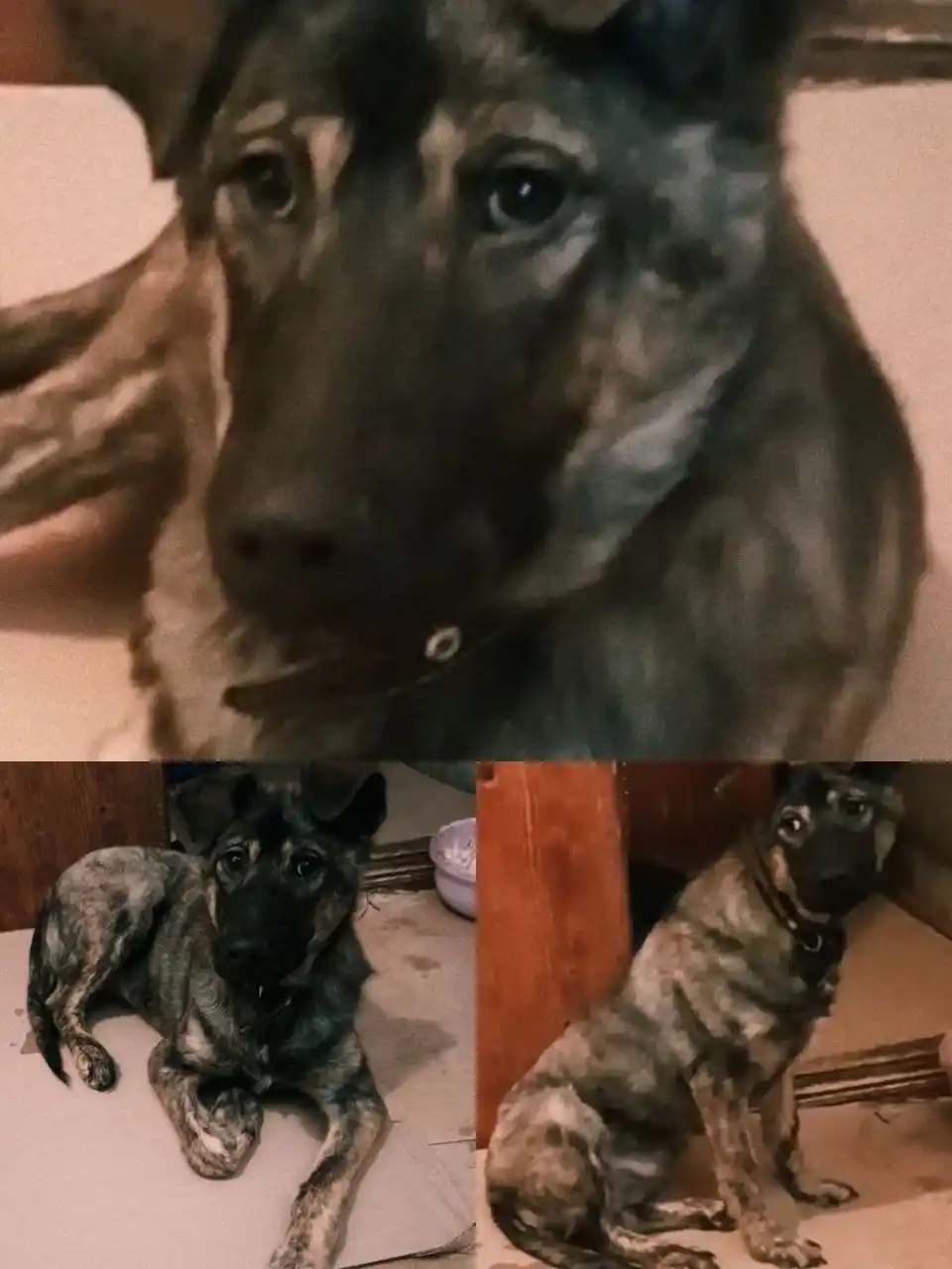 Классная девка на охрану - Животные в Иркутск