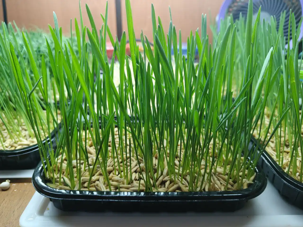 Продам злаки для кошек