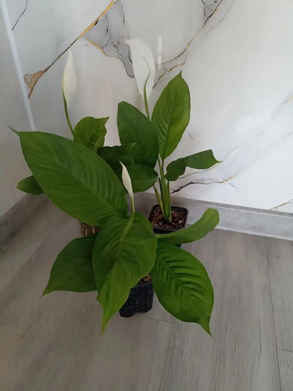 Спатифиллум